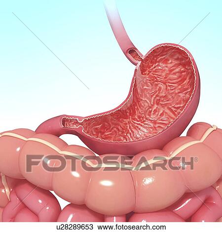 Drawing - Healthy stomach, artwork. Fotosearch
