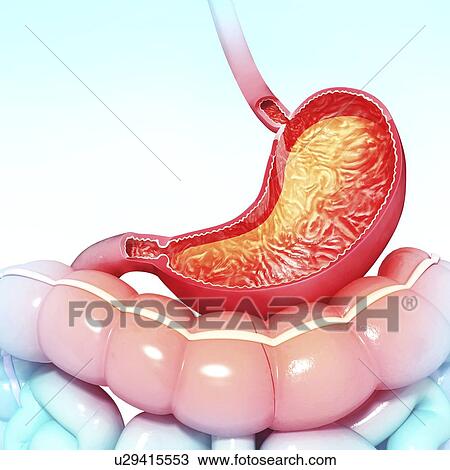 Healthy stomach, artwork View Large Illustration Drawing - Healthy stomach, artwork. Fotosearch