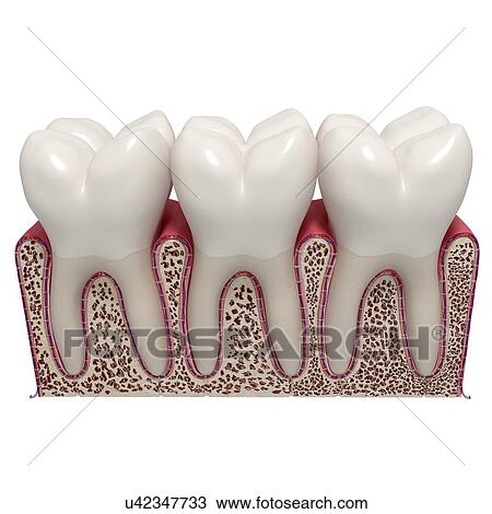 Healthy teeth, artwork View Large Illustration Drawing - Healthy teeth, artwork. Fotosearch