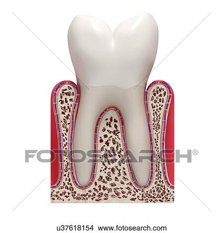 Healthy tooth, artwork View Large Illustration Stock Illustration - Healthy tooth, artwork. Fotosearch