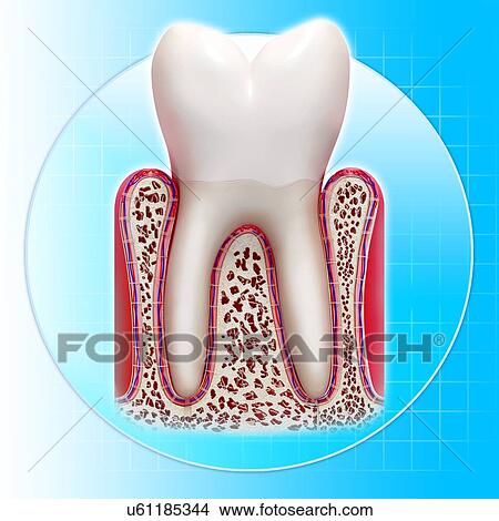 Healthy tooth, artwork View Large Illustration Stock Illustration - Healthy tooth, artwork. Fotosearch