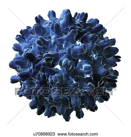 Drawing - Hepatitis B virus particle. Fotosearch