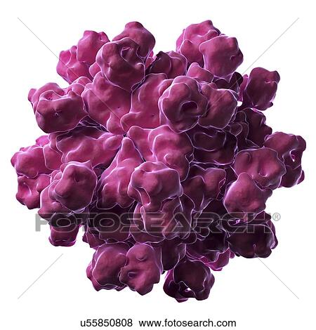 Hepatitis E virus particle View Large Illustration Stock Illustration - Hepatitis E virus particle. Fotosearch