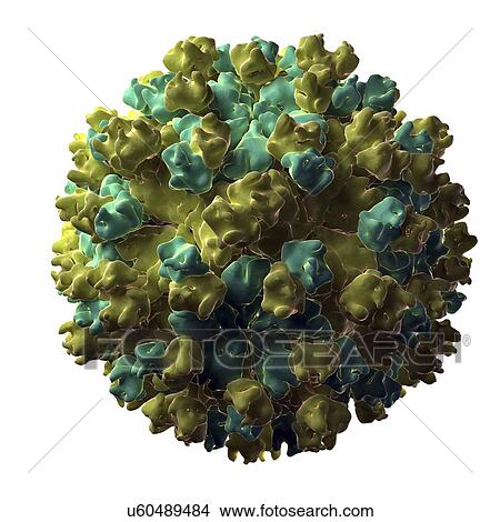 Stock Illustration - Hepatitis E virus particle. Fotosearch