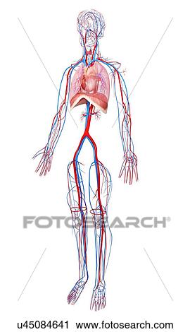 Clip Art - Human anatomy, artwork. Fotosearch