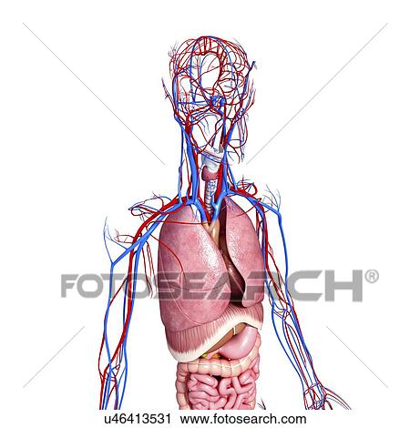 Clip Art - Human anatomy, artwork. Fotosearch