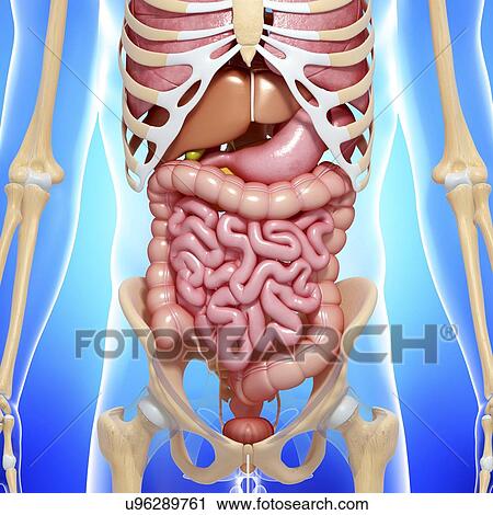 Human anatomy, artwork View Large Illustration Clip Art - Human anatomy, artwork. Fotosearch