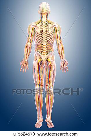 Human anatomy, artwork View Large Illustration Clipart - Human anatomy, artwork. Fotosearch