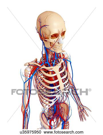 Human anatomy, artwork View Large Illustration Clipart - Human anatomy, artwork. Fotosearch