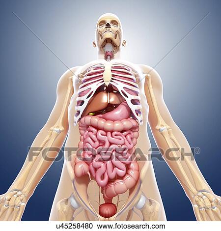 Clipart - Human anatomy, artwork. Fotosearch