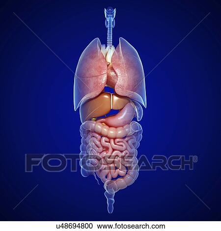 Human anatomy, artwork View Large Illustration Clipart - Human anatomy, artwork. Fotosearch