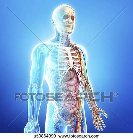 Clipart - Human anatomy, artwork. Fotosearch