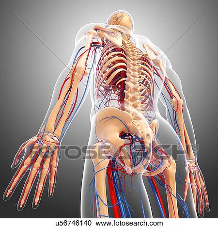 Human anatomy, artwork View Large Illustration Clipart - Human anatomy, artwork. Fotosearch