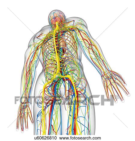 Clipart - Human anatomy, artwork. Fotosearch