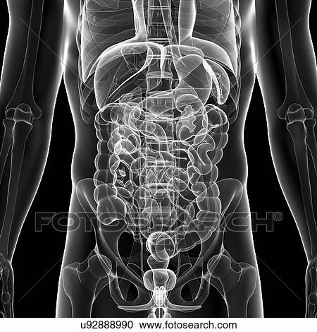 Human anatomy, artwork View Large Illustration Clipart - Human anatomy, artwork. Fotosearch