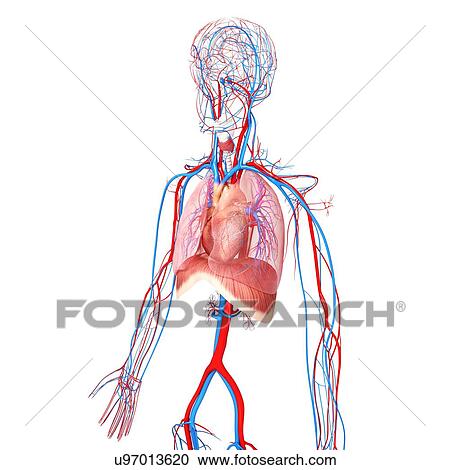 Human anatomy, artwork View Large Illustration Clipart - Human anatomy, artwork. Fotosearch