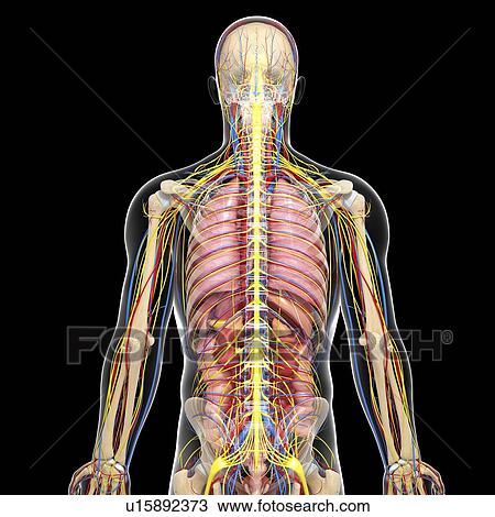 Drawing - Human anatomy, artwork. Fotosearch
