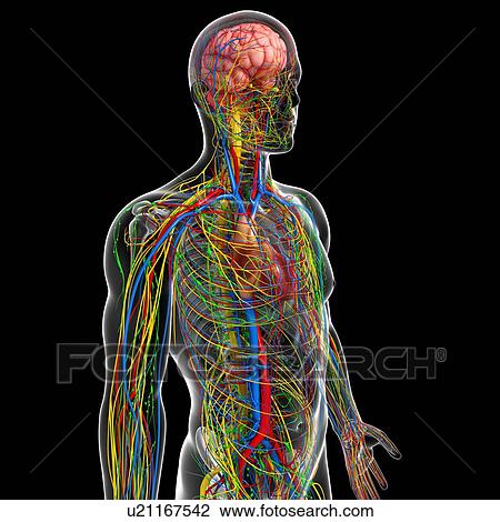 Human anatomy, artwork View Large Illustration Drawing - Human anatomy, artwork. Fotosearch