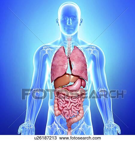 Drawing - Human anatomy, artwork. Fotosearch