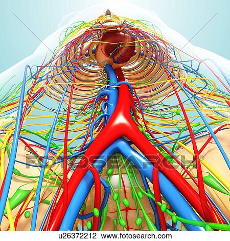 Human anatomy, artwork View Large Illustration Drawing - Human anatomy, artwork. Fotosearch