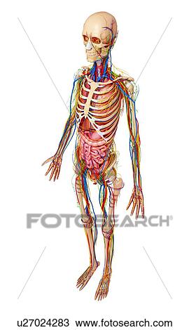 Human anatomy, artwork View Large Illustration Drawing - Human anatomy, artwork. Fotosearch