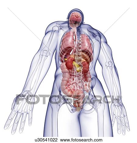 Human anatomy, artwork View Large Illustration Drawing - Human anatomy, artwork. Fotosearch