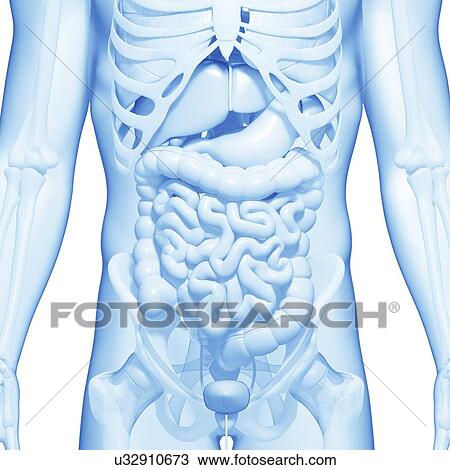 Drawing - Human anatomy, artwork. Fotosearch