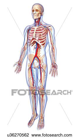 Drawing - Human anatomy, artwork. Fotosearch