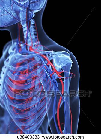 Drawing - Human anatomy, artwork. Fotosearch