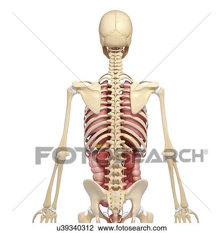 Human anatomy, artwork View Large Illustration Drawing - Human anatomy, artwork. Fotosearch