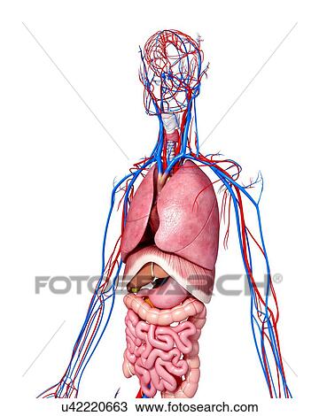 Human anatomy, artwork View Large Illustration Drawing - Human anatomy, artwork. Fotosearch