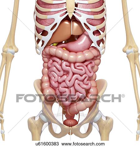Drawing - Human anatomy, artwork. Fotosearch