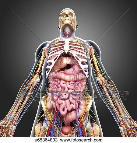Human anatomy, artwork View Large Illustration Drawing - Human anatomy, artwork. Fotosearch