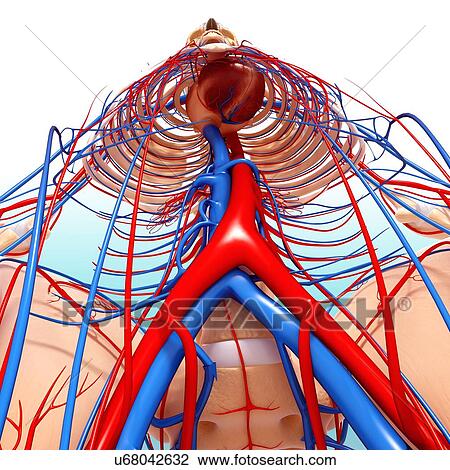 Drawing - Human anatomy, artwork. Fotosearch