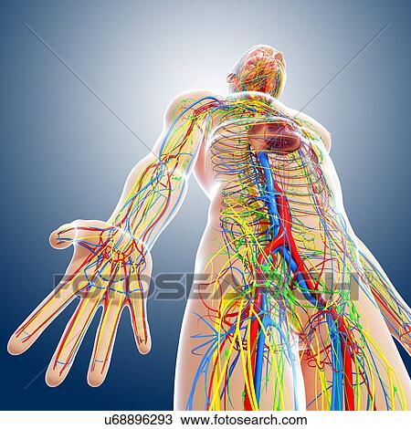 Drawing - Human anatomy, artwork. Fotosearch