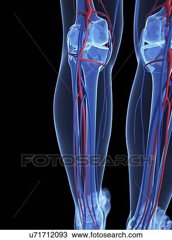 Drawing - Human anatomy, artwork. Fotosearch