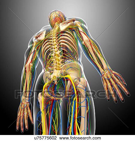 Drawing - Human anatomy, artwork. Fotosearch