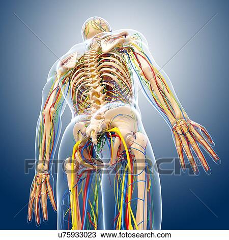 Human anatomy, artwork View Large Illustration Drawing - Human anatomy, artwork. Fotosearch