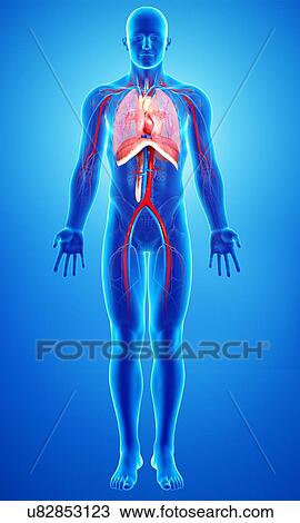 Drawing - Human anatomy, artwork. Fotosearch