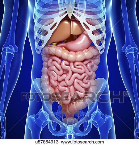Human anatomy, artwork View Large Illustration Drawing - Human anatomy, artwork. Fotosearch