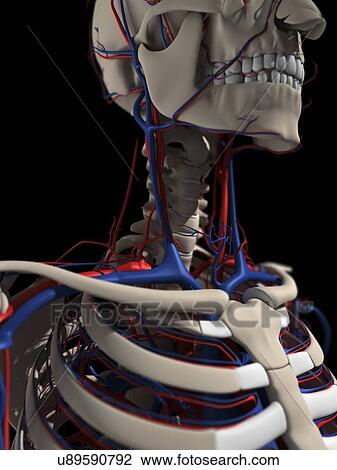 Human anatomy, artwork View Large Illustration Drawing - Human anatomy, artwork. Fotosearch