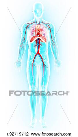 Drawing - Human anatomy, artwork. Fotosearch
