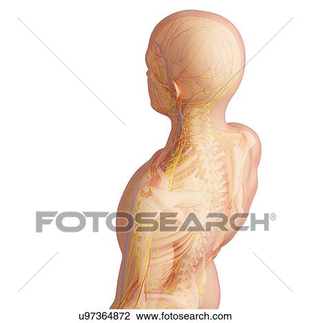 Human anatomy, artwork View Large Illustration Drawing - Human anatomy, artwork. Fotosearch