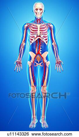 Human anatomy, artwork View Large Illustration Stock Illustration - Human anatomy, artwork. Fotosearch