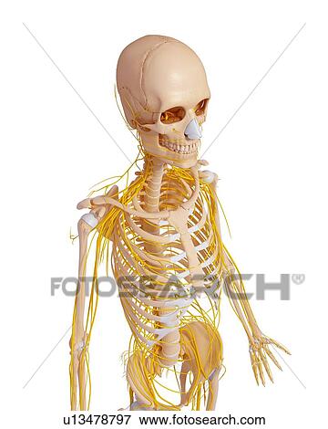 Human anatomy, artwork View Large Illustration Stock Illustration - Human anatomy, artwork. Fotosearch