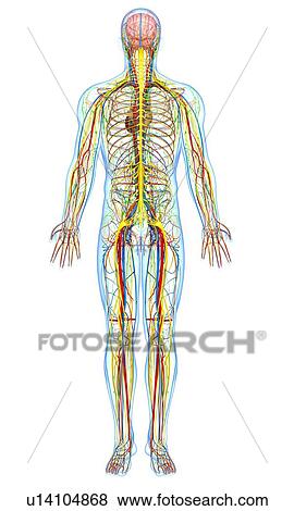 Stock Illustration - Human anatomy, artwork. Fotosearch