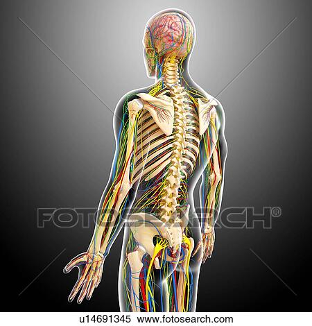 Stock Illustration - Human anatomy, artwork. Fotosearch