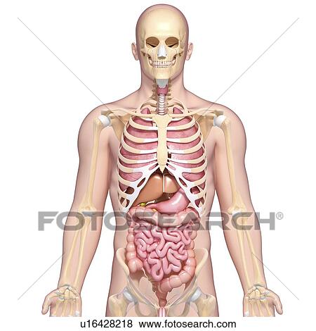 Stock Illustration - Human anatomy, artwork. Fotosearch