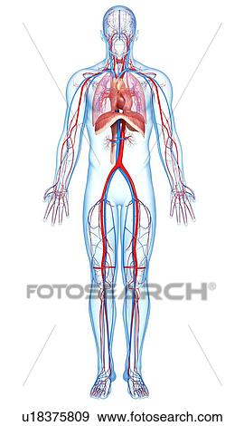 Stock Illustration - Human anatomy, artwork. Fotosearch