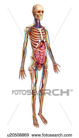 Human anatomy, artwork View Large Illustration Stock Illustration - Human anatomy, artwork. Fotosearch
